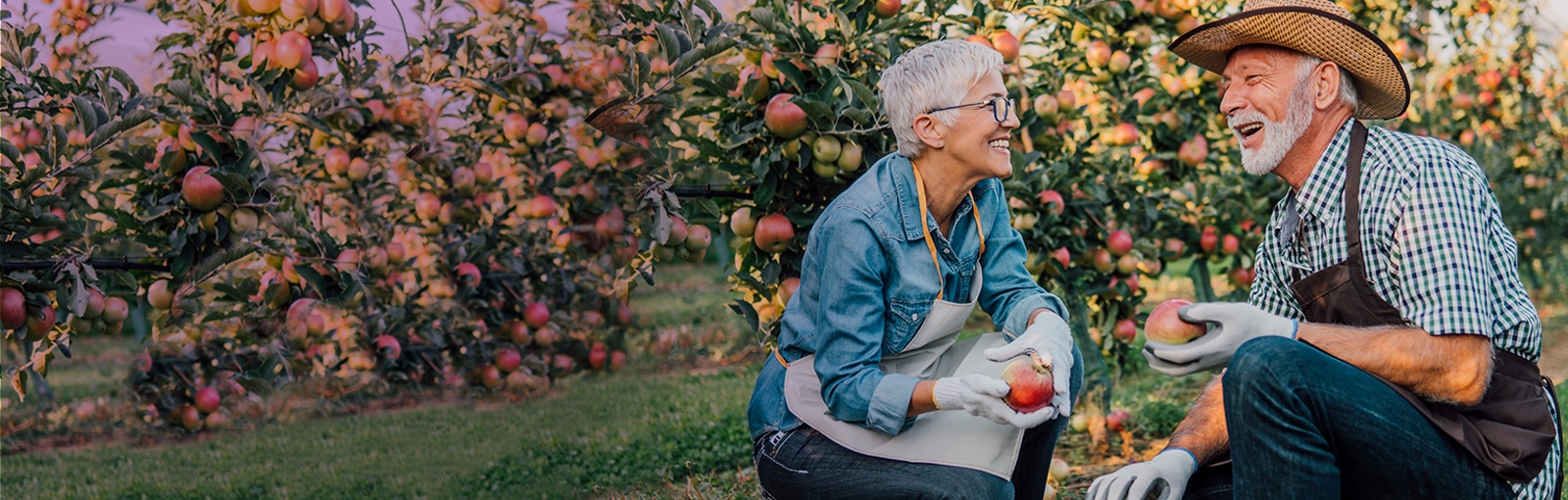 elderly couple picking apples in orchard